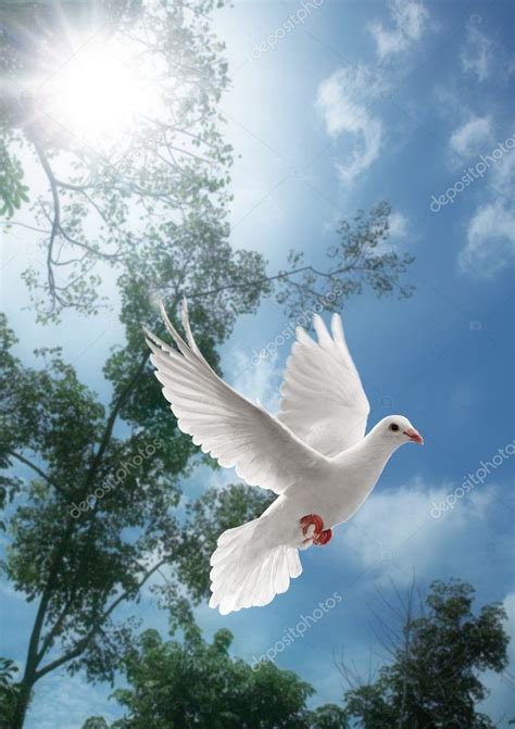 White Doves In Flight