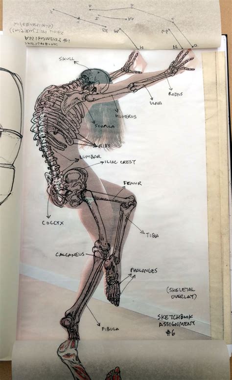 Maybe you would like to learn more about one of these? 2015 Figure Drawing - Citrus College * SKELETAL Overlay ...