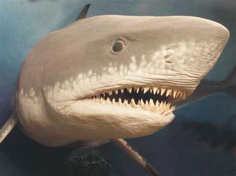 Megalodon Mystery What Killed Earths Largest Shark Live Science
