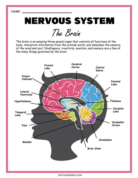Nervous System Diagram Worksheet Nervous System Nervous System Images And Photos Finder