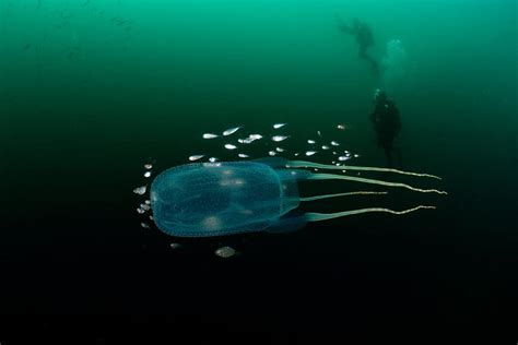 Discover The Most Dangerous Jellyfish Found In Us Waters A Z Animals