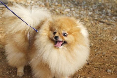Brown Pomeranian Dog — Stock Photo © Oilslo 63713771