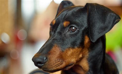 German Pinscher Dog Breed Information Blog 4paws Pet Insurance