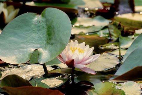 500 Free Lily Pads And Pond Images Pixabay