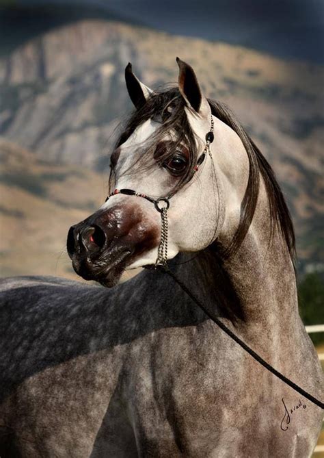 La Karat Wh Justice The Champion Maker Beautiful Arabian Horses