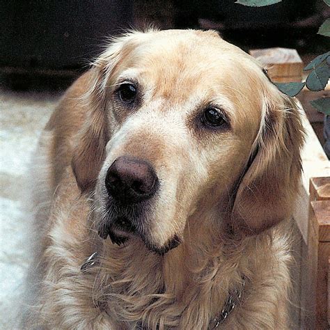 Signs your dog is aging include Success Stories ORIGINAL DO NOT USE | Golden retriever ...