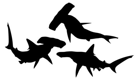 Svg Shark Free Svg Image And Icon Svg Silh