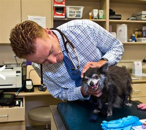 Parasite Prevention Las Vegas Veterinary Specialty Center
