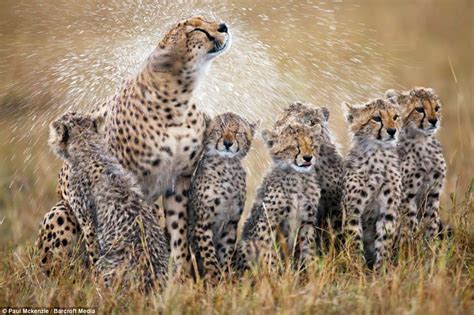 Its Shower Time Six Adorable Cheetah Cubs Get A Soaking From Their