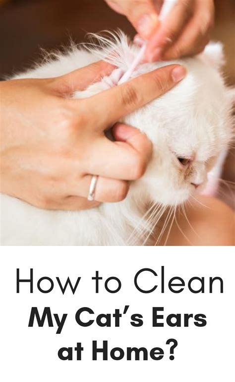 56 Amazing How To Remove Mites From Cats Ears Insectpedia