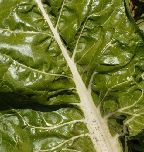 Fordhook Giant Swiss Chard Seeds West Coast Seeds