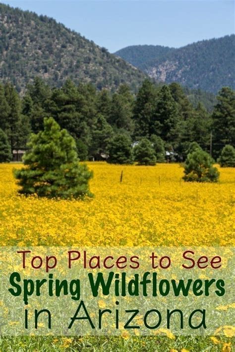 Top Places To See Spring Wildflowers In Arizona Arizona Wildflowers