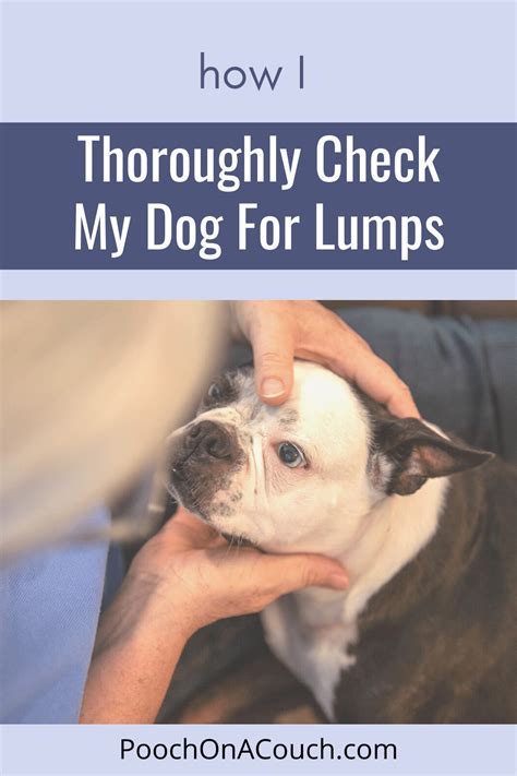 Check Your Dog For Lumps A Quick How To Pooch On A Couch