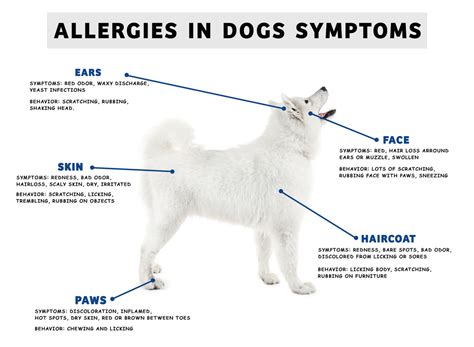 Can Dog Food Allergies Cause Hair Loss