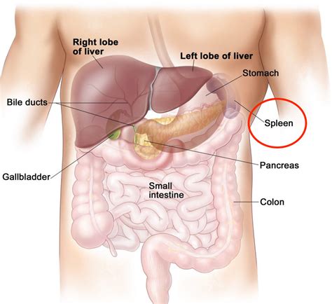 Splenic Diseases General And Hepato Pancreato Biliary Surgeon