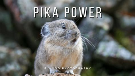 Little Chief Hare The American Pika 5 Interesting Facts 🐭 Youtube