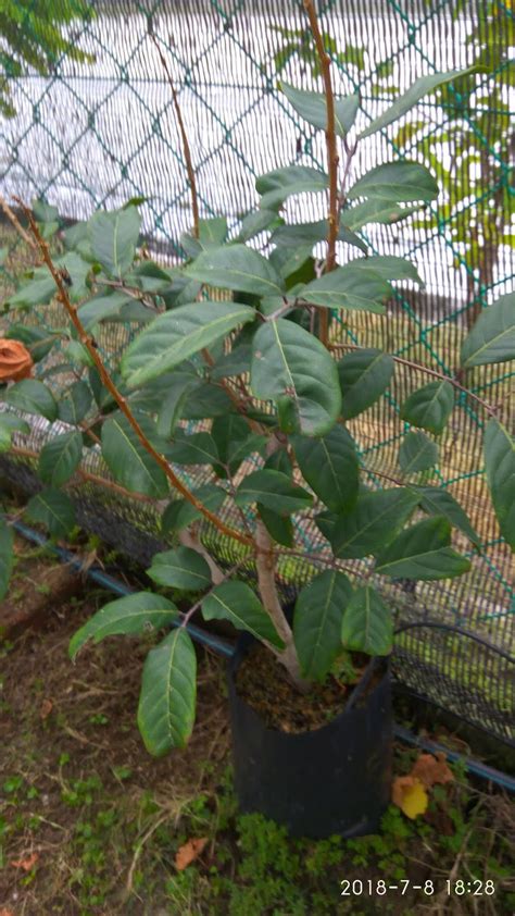 Daun rambutan ternyata memiliki banyak manfaat dan khasiat salah satunya adalah untuk meningkatkan gairah seksualitas untuk pria dan juga wanita. Teknik Tut Rambutan Gula Batu - Cikgu Suffi (CS)