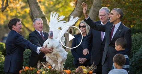 obama pardons tot the turkey the new york times