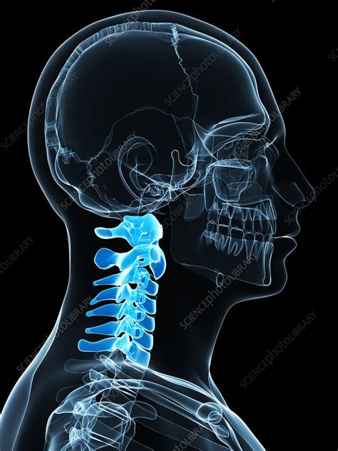Cervical Spine Artwork Stock Image F0063058 Science Photo Library