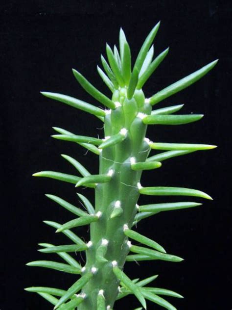 Austrocylindropuntia Subulata Eves Needle Cactus Long Spine Cactus
