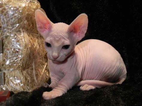 Help keep this page updated: Sphynx Cats For Sale | Scottsdale, AZ #242059 | Petzlover