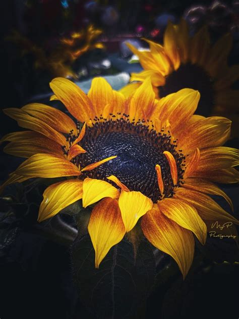 Sunflower Sunflower Photography Beautiful Butterfly Photography