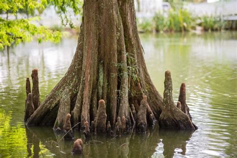9 Differences Between Bald Cypress And Pond Cypress Trees Tree Journey