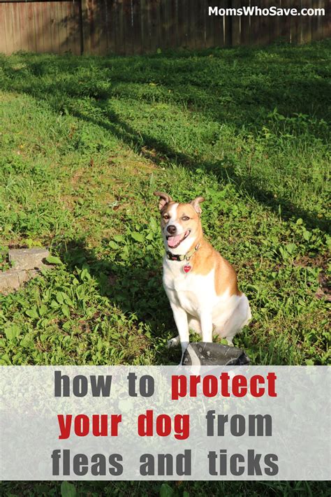 Tips To Protect Your Dog From Fleas And Ticks Pets Dogs Petcare