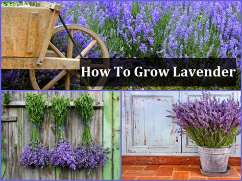 Ideas And Products How To Grow Your Own Lavender