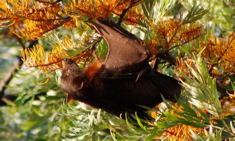 Habitat All About Bats