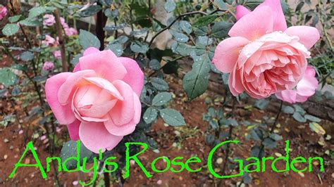 A Tour To My Rose Garden Youtube