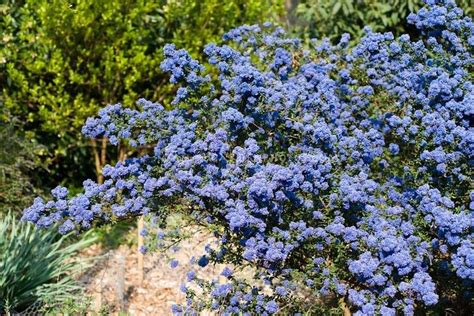 Ceanothus Dark Star Blue Flowering Shrub Plants Blue Flowering