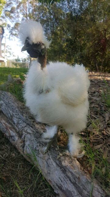 White Frizzle Showgirl Naked Neck Silkie Chicken Rooster Livestock