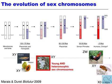 Ppt The Evolution Of Sex Chromosomes From Humans To Non Model Free My