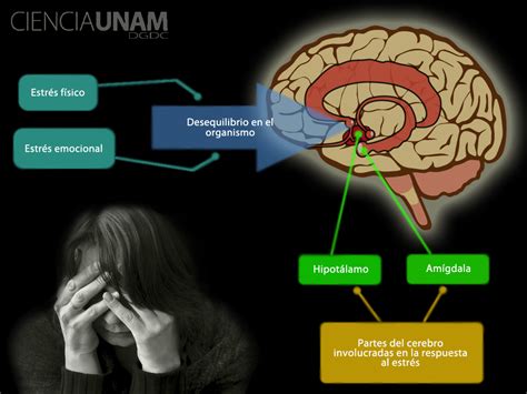 Estrés qué pasa en el cerebro Ciencia UNAM
