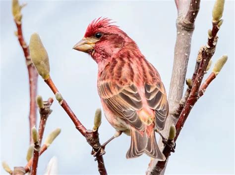 10 Types Of Finches That Flock To Missouri Bird Guidance