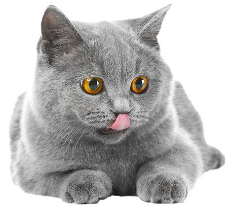 Fat British Shorthair Cat Transparent Png All Png All