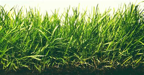 Fescue What You Need To Know