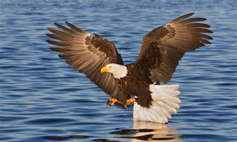 Majestic Facts About The Bald Eagle