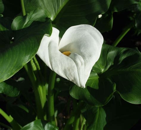 Summer Flower Calla Lily