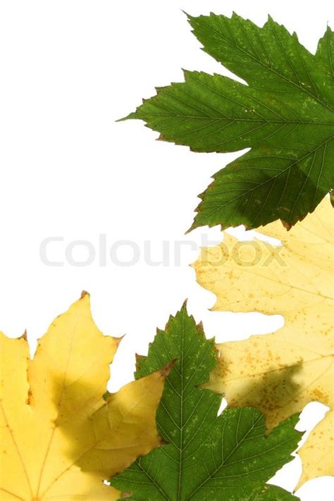 Green And Yellow Maple Leaf Isolated On Stock Image Colourbox