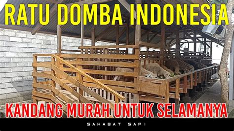 Kandang Domba Koloni Murah Ratu Domba Indonesia Youtube