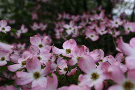 Filecloseup White Pink Spring Flowers West Virginia Forestwander