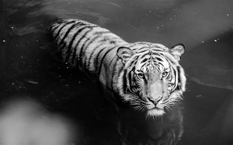 Black And White Tiger Wallpaper 60 Images