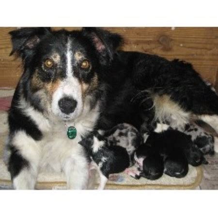 However free collies are a rarity as rescues usually charge a small adoption fee to. Stampers Border Collies, Border Collie Breeder in Lebanon ...
