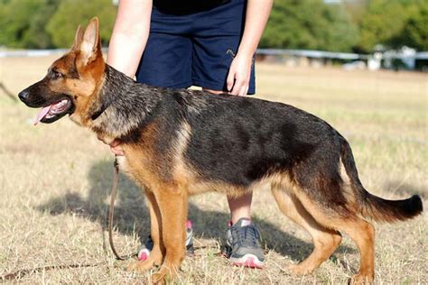 Discover The Mighty K 9s Top Police Dog Breeds Unveiled