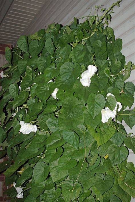 Daturas are known as powerful and dangerous deliriants, used for shamanic and medical purposes, as well as poisons. Moon Flower (Vine) in 2020 | Flowering vines, Moon flower ...