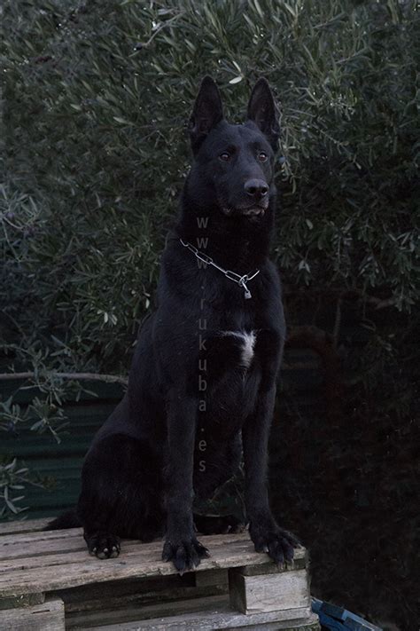 They were originally bred to be shepherds and guard dogs of belgium in the 1800's. Rukuba Contacto - Pastor Belga Malinois
