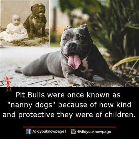 Pit Bulls Were Once Known As Nanny Dogs Because Of How