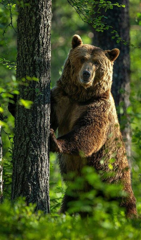 Beautiful Big Grizzly And His Tree Nature Animals Animals And Pets